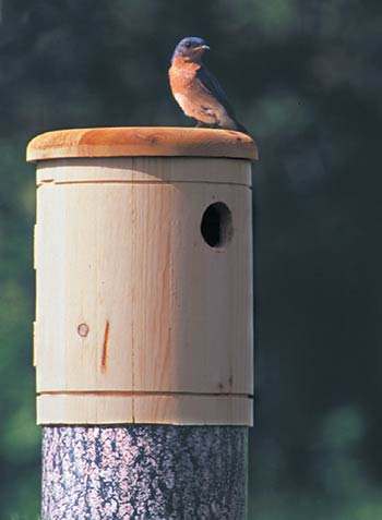 Bluebird Log Nest Box