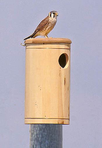Kestrel / Sparrow Hawk Nest Box
