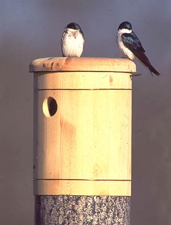 Tree Swallow Hollow Nest Box
