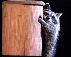 Raccoon reaching in next box.