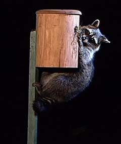 Raccoon reaching in next box.