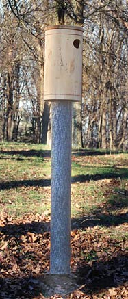 Two Four Feet Tree Mirages with Wood Duck Nest Box