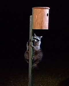 Raccoon climbing conventional bird nest box post.