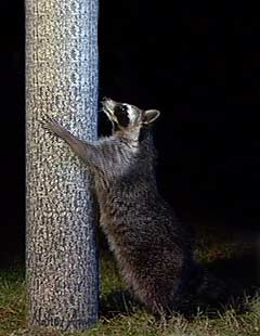 Raccoon being twarted by Tree Mirage